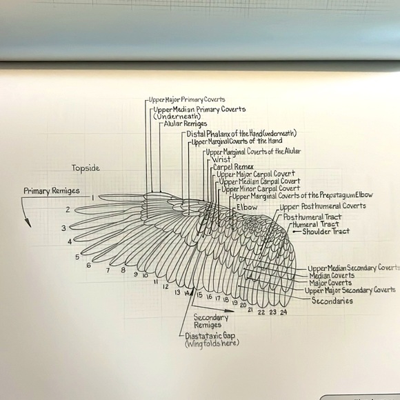 The Illustrated Bald Eagle by Denny Rogers Softcover Book EXC - Picture 8 of 16